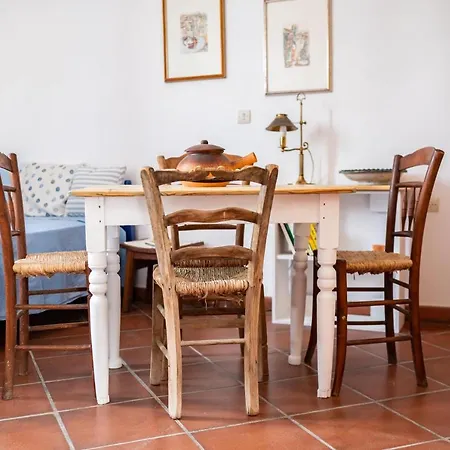 Ficus Traditional קפלוס